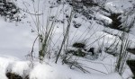 Elurtea iruditan