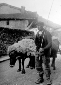 Baserritar bat Ataunen, 1915ean, idi edo behi parearekin, uztarrian. / Indalecio Ojanguren